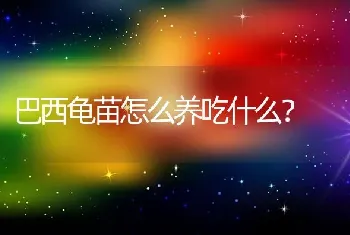 巴西龟苗怎么养吃什么？