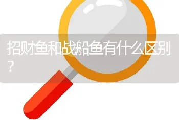 银龙鹦鹉配什么鱼？