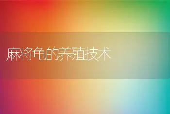 麻将龟的养殖技术