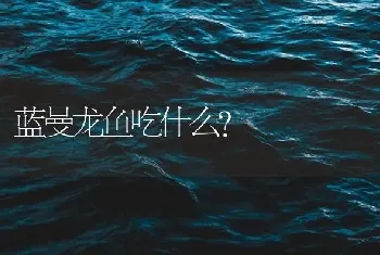 蓝曼龙鱼吃什么？