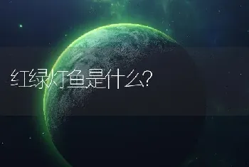 红绿灯鱼是什么？