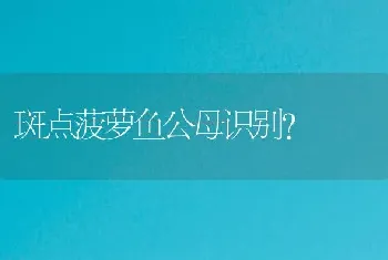 斑点菠萝鱼公母识别？