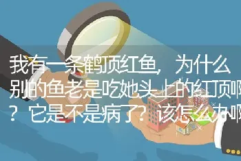 我有一条鹤顶红鱼,为什么别的鱼老是吃她头上的红顶啊？它是不是病了？该怎么办啊？求大家帮我解决一下？