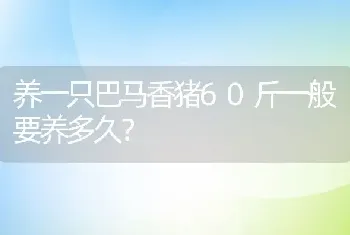 养一只巴马香猪60斤一般要养多久？