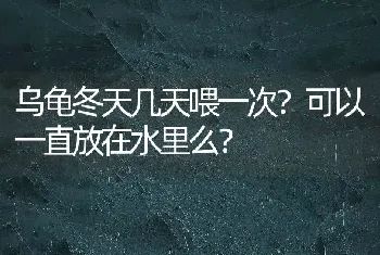 乌龟冬天几天喂一次？可以一直放在水里么？