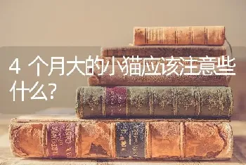 4个月大的小猫应该注意些什么？