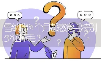 雪纳瑞3个月都感觉毛特别少还掉毛？