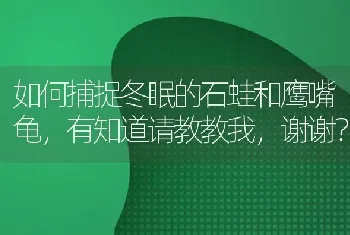 如何捕捉冬眠的石蛙和鹰嘴龟，有知道请教教我，谢谢？