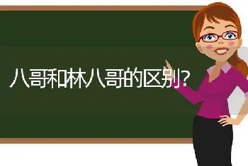 八哥和林八哥的区别？