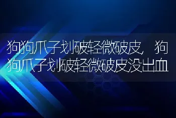 狗狗爪子划破轻微破皮，狗狗爪子划破轻微破皮没出血