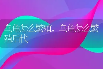 乌龟怎么繁殖，乌龟怎么繁殖后代