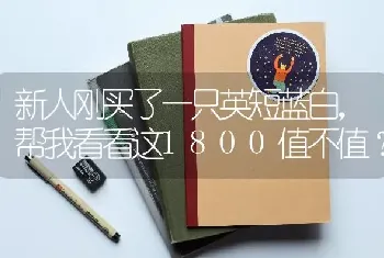 新人刚买了一只英短蓝白，帮我看看这1800值不值？