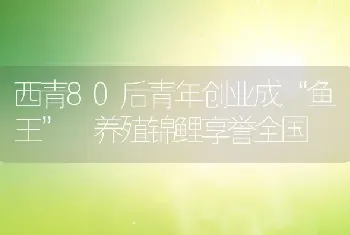 西青80后青年创业成“鱼王” 养殖锦鲤享誉全国