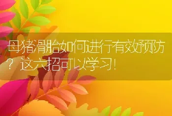 母猪滑胎如何进行有效预防？这六招可以学习！