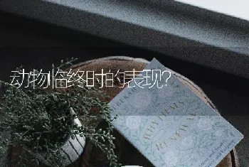 动物临终时的表现？