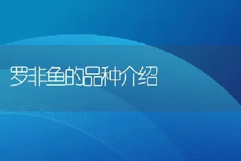 罗非鱼的品种介绍