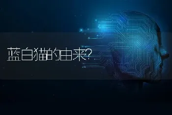 蓝白猫的由来？