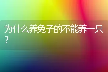 为什么养兔子的不能养一只？