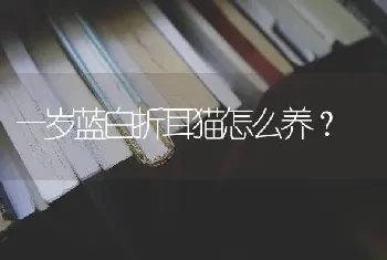 一岁蓝白折耳猫怎么养？