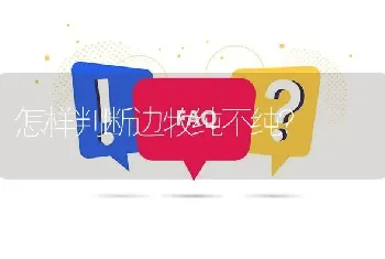 怎样判断边牧纯不纯？