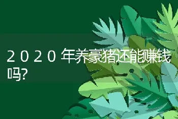 2020年养豪猪还能赚钱吗？