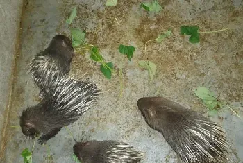 豪猪养殖的饲喂原则