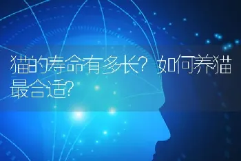 不训练的泰迪狗是什么样的？