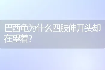 巴西龟为什么四肢伸开头却在望着？