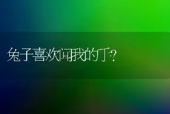 兔子喜欢闻我的手？