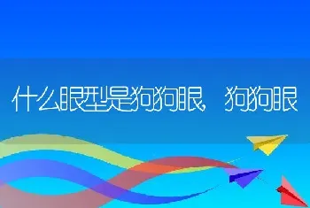 什么眼型是狗狗眼，狗狗眼