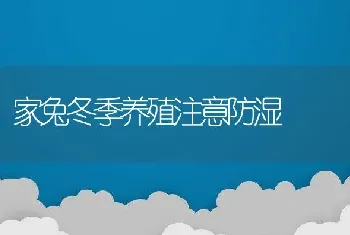 家兔冬季养殖注意防湿