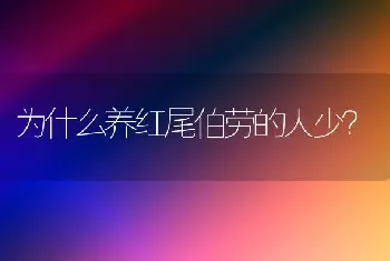 为什么养红尾伯劳的人少？