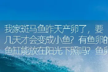 我家斑马鱼昨天产卵了，要几天才会变成小鱼？有鱼卵的鱼缸能放在阳光下照吗？鱼卵用换水吗？还需要注意？