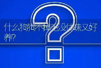 什么狗狗不掉毛没体味又好养？