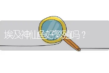 埃及神仙鱼好繁殖吗？