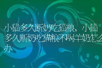 金丝熊怎么洗澡，金丝熊怎么洗澡很臭了