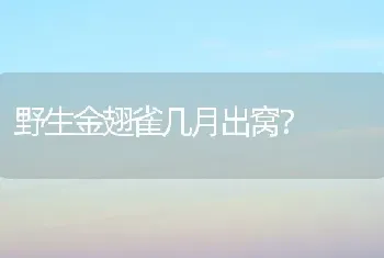 野生金翅雀几月出窝？