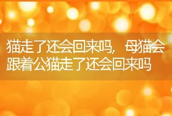 猫走了还会回来吗，母猫会跟着公猫走了还会回来吗