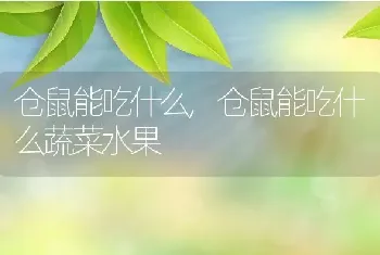 仓鼠能吃什么，仓鼠能吃什么蔬菜水果