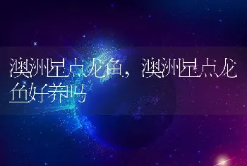 澳洲星点龙鱼，澳洲星点龙鱼好养吗