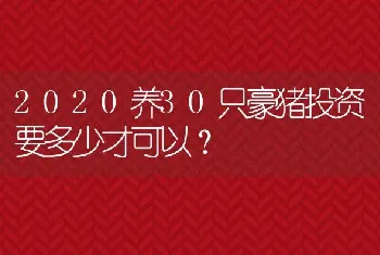 2020养30只豪猪投资要多少才可以？