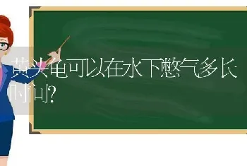 黄头龟可以在水下憋气多长时间？