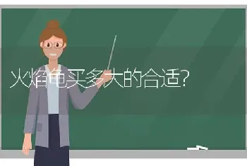 火焰龟买多大的合适？