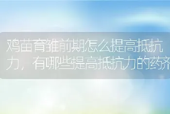 鸡苗育雏前期怎么提高抵抗力，有哪些提高抵抗力的药剂