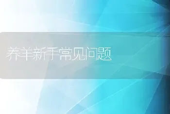 养羊新手常见问题