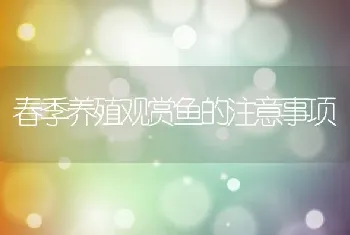 春季养殖观赏鱼的注意事项