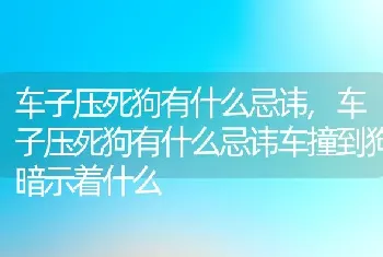 车子压死狗有什么忌讳，车子压死狗有什么忌讳车撞到狗暗示着什么