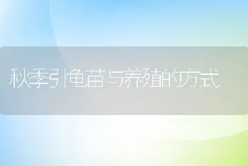 秋季引龟苗与养殖的方式