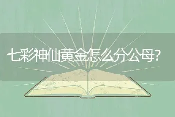 七彩神仙黄金怎么分公母？