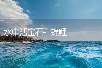 水中活宝石-锦鲤